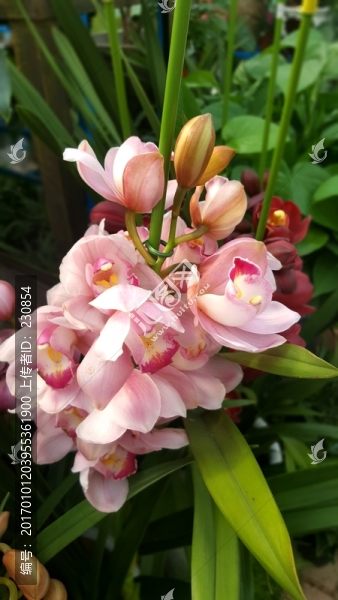 花卉,鮮花