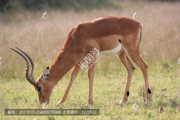 黑斑羚羊grasing