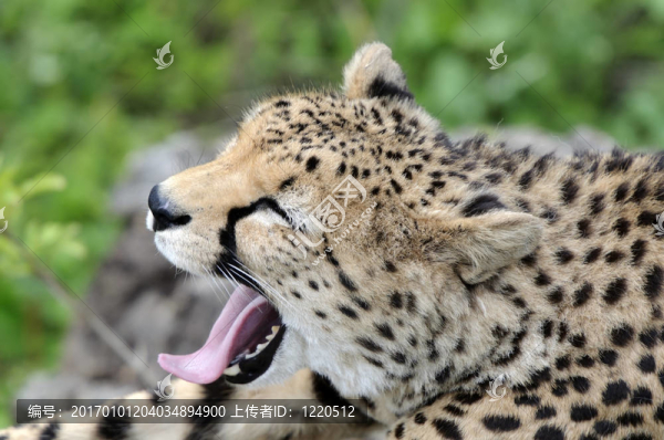 獵豹