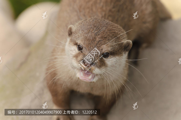 亞洲小爪水獺