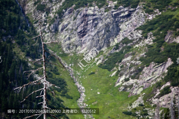 在高山森林的死樹