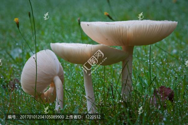3菇晨露