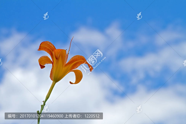 莉莉反對藍(lán)天