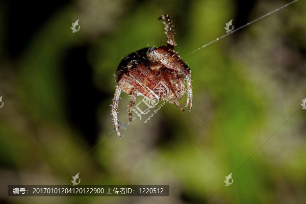花園的球體蜘蛛網(wǎng)上