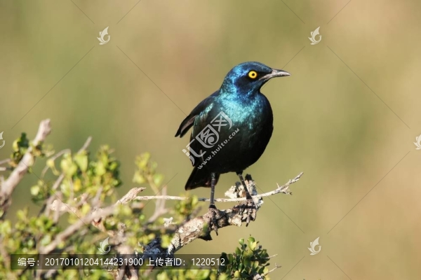 輝椋鳥