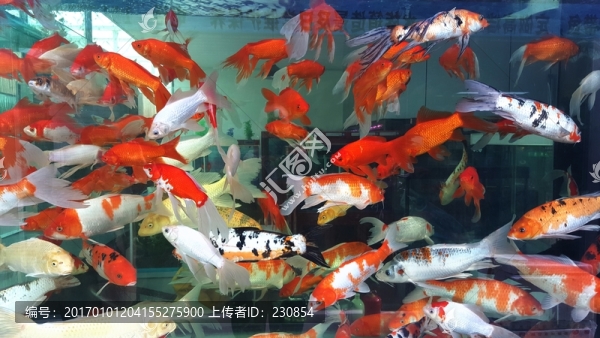 觀賞魚,水族箱