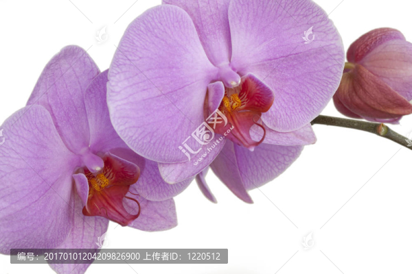 蘭花