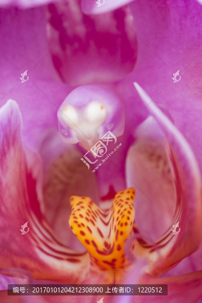 蘭花
