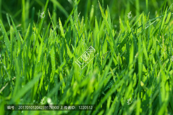 青草之水