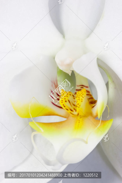蘭花