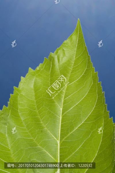 向日葵葉細(xì)節(jié)。