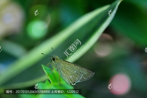 葉子上的小蝴蝶