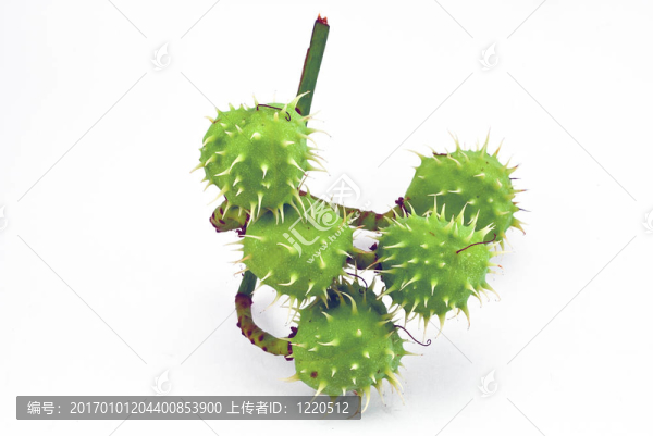 綠色的栗子