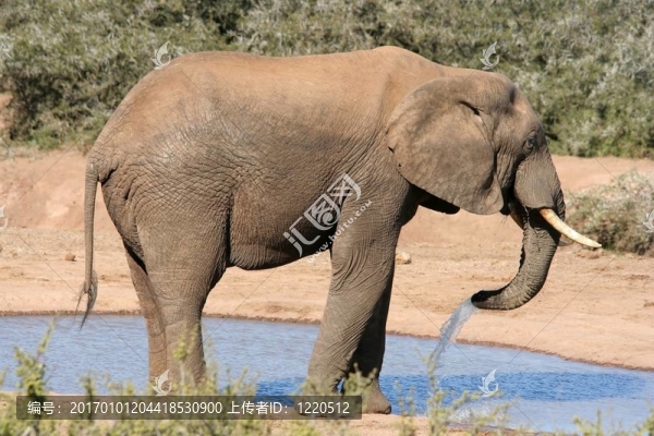 非洲大象在Waterhole
