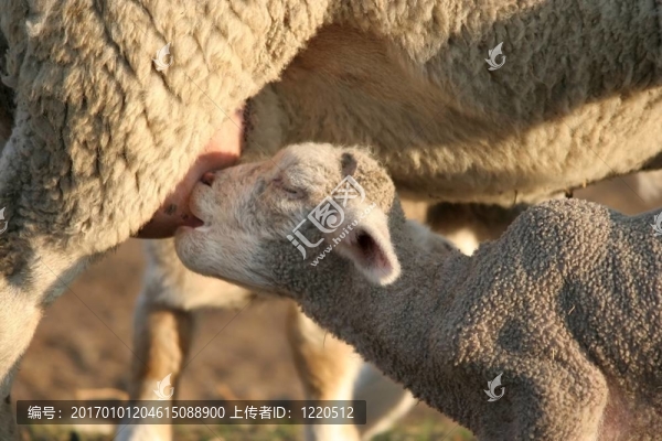 羊羊和Ewe