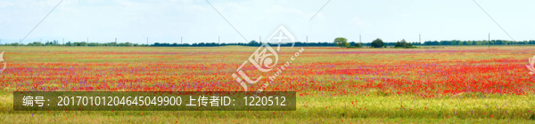 美麗的夏日田野和罌粟花。