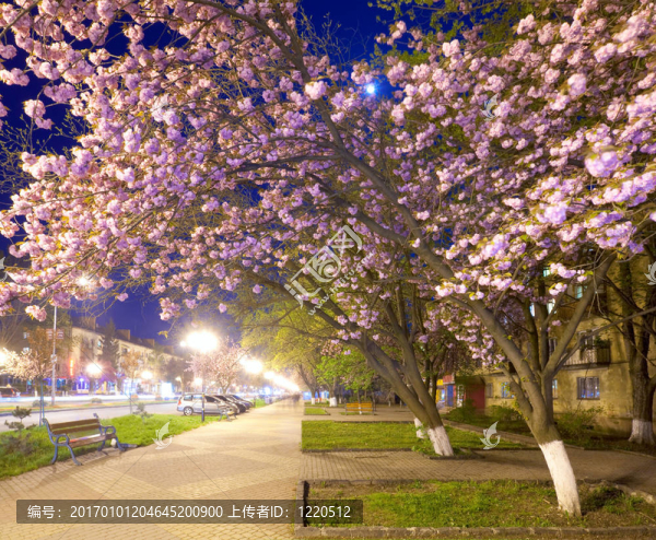 夜都市觀與日本櫻花