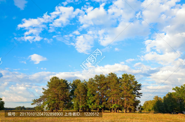 夏天的草地。