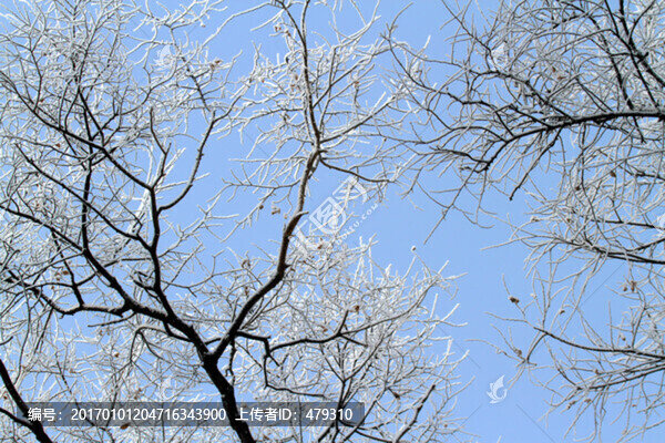 霧凇,冬天,雪景