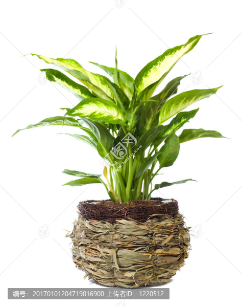 窗廠Dieffenbachia,picta