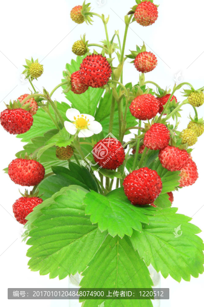 野草莓