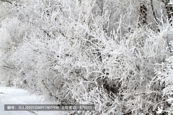 霧凇,冬天,雪景,玉樹瓊枝