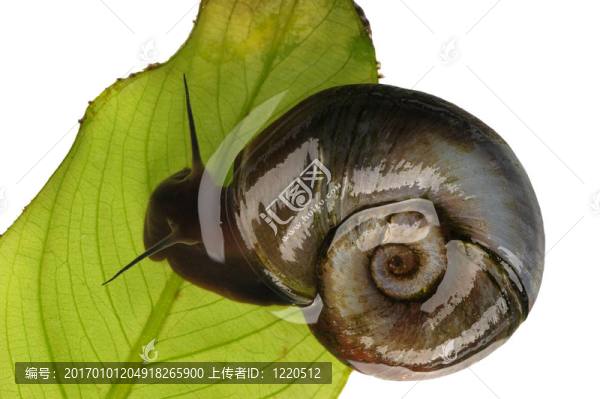 巨大的鸚鵡螺；分離
