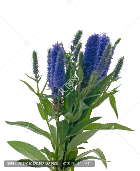 維羅妮卡花穗