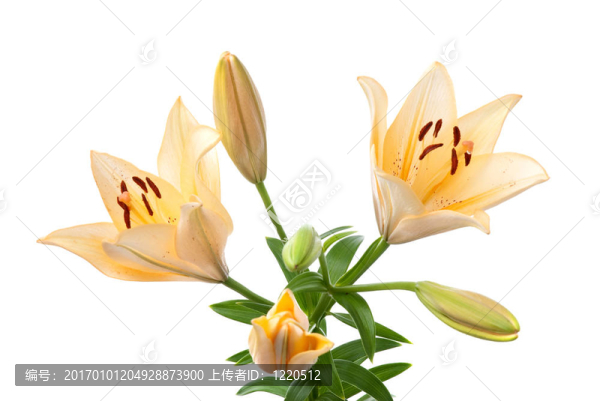 黃色的百合花