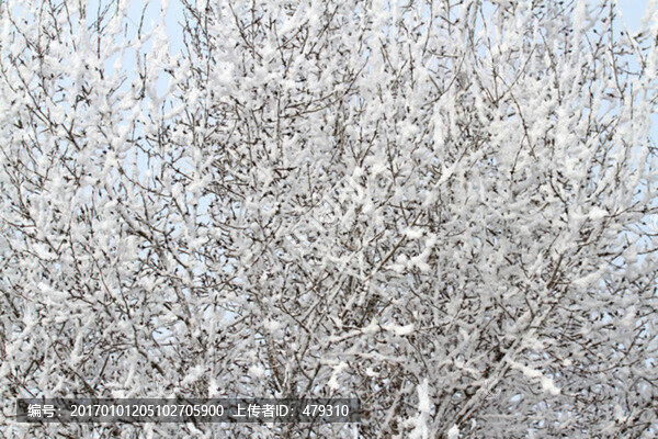 霧凇,冬天,雪景