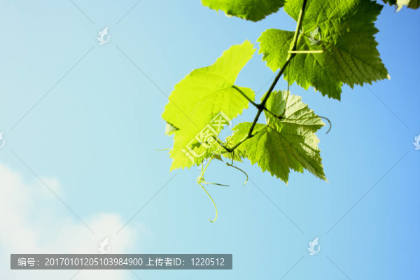 樹(shù)葉和晴朗的天空