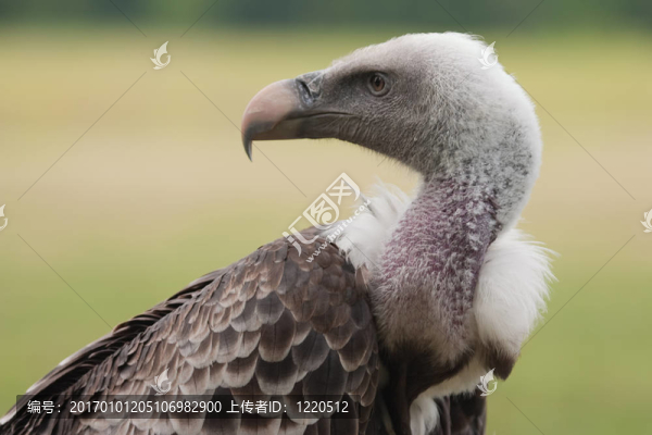 禿鷲-匯圖網(wǎng) www.fosd68.com 禿鷲