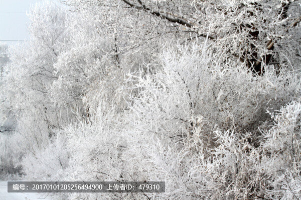 霧凇,冬天,雪景,玉樹瓊枝,冰