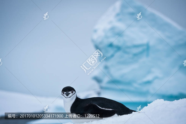 黑白企鵝