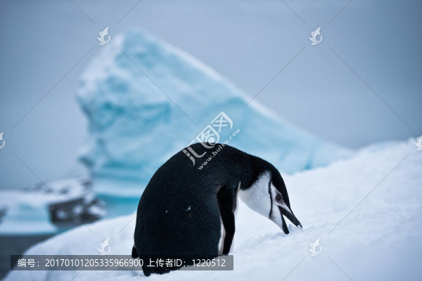 黑白企鵝