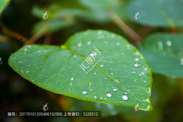 綠葉子上的水滴。