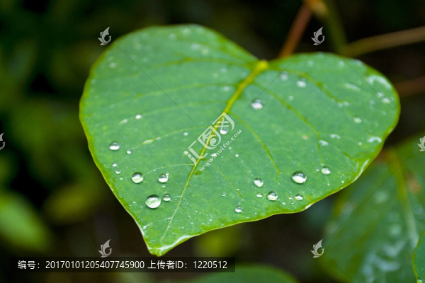 綠葉子上的水滴。