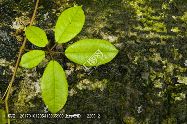 在雨中生長的樹皮上的一片葉子福雷斯特。