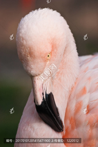 古巴火烈鳥