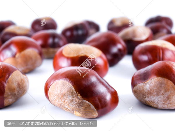 野生chestnusts