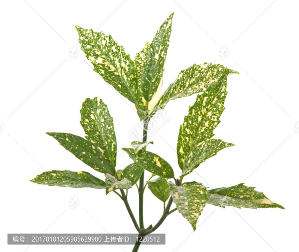 枝綠色的葉子