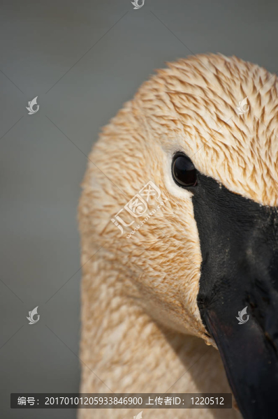 Trumpeter,Swan,Close