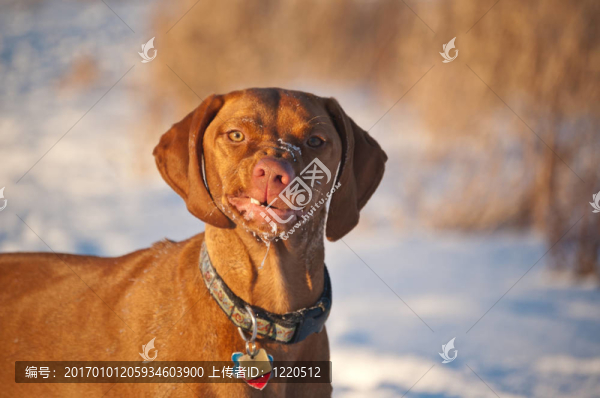 一個滑稽的表情在冬天維茲拉犬狗的肖像