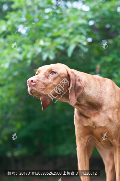 凝視維茲拉獵犬的狗
