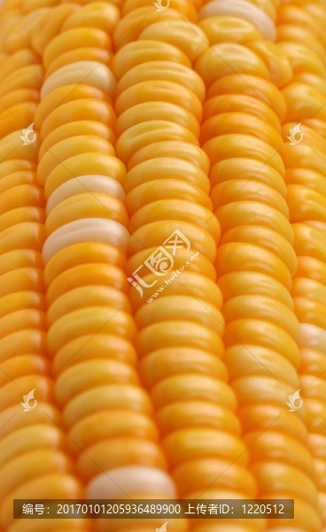玉米
