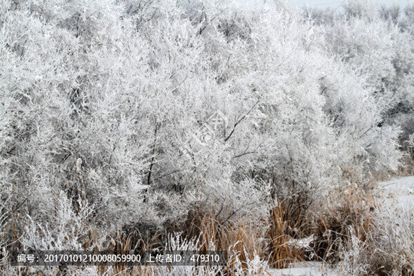 霧凇,冬天,雪景