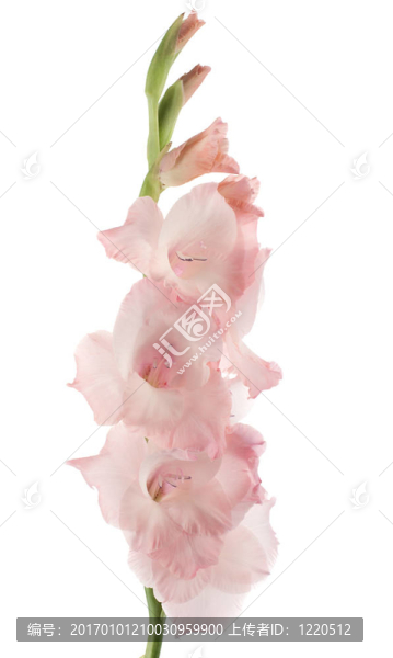 唐菖蒲