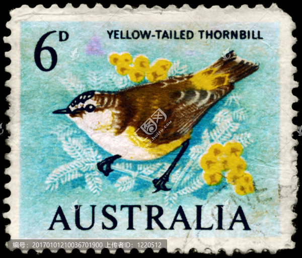 澳大利亞-大約1964黃尾刺嘴蜂鳥