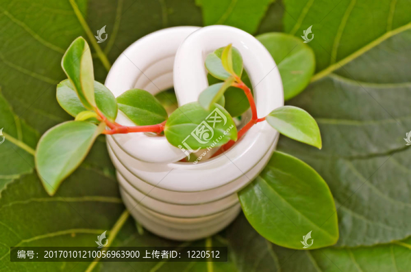 綠葉節(jié)能燈泡