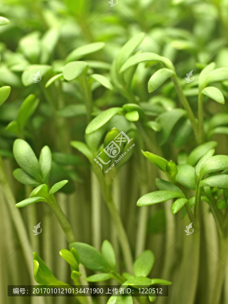 水芹特寫(xiě)